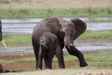 Afrikanische Elefanten im Sumpfgebiet des Amboseli Nationalpark, Kenia, Ostafrika © Aggi Schmid