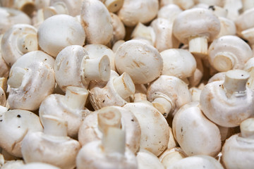 Delicious fresh mushrooms on the counter in the shop