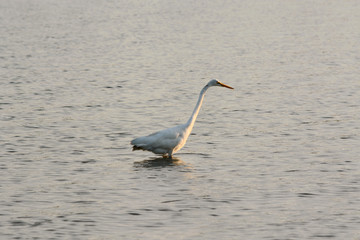 Great White Egret Bird Searches the Bay for Breakfast at Sunrise on a Summer Morning