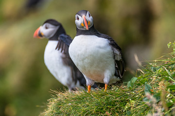 North Atlantic ocean puffins at Faroe island Mykines, late summer