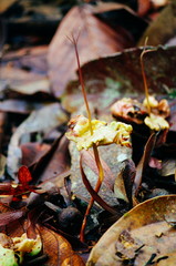 Young sprout of Dipterocarpus spp. on tropical rain forest of Borneo. Tree Propagation of Dipterocarpus spp.