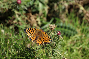 Distel mit einem Schmetterling in den Pyrenäen
