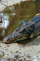 Nile crocodile Crocodylus niloticus in the water, close-up detail of the crocodile with open eyes. Crocodile head close up in nature of Borneo