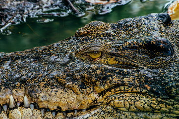 Nile crocodile Crocodylus niloticus, close-up detail of teeth of the crocodile with open eye. Crocodile head close up in nature of Borneo