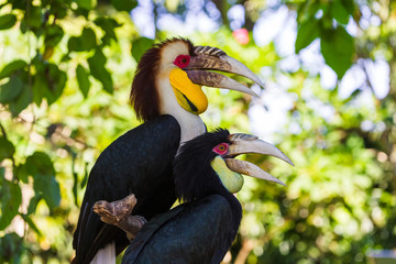Wreathed Hornbill bird in Bali Island Indonesia © Nikolai Sorokin