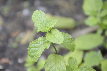 Mint leaves are grown in the garden at home for cooking and Thai herbs.