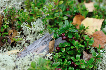 red huckleberry fruits in growth in the forest