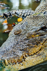 Nile crocodile Crocodylus niloticus, close-up detail of teeth of the crocodile with open eye. Crocodile head close up in nature of Borneo
