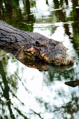 Nile crocodile Crocodylus niloticus in the water, close-up detail of the crocodile head with open eyes. Crocodile head close up in nature of Borneo
