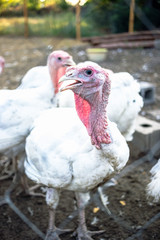 Large white turkeys behind the grid on a rural farm