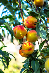 Beautiful ripe peaches on a tree