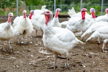 Turkey on a farm , breeding turkeys. White turkey portrait. Flock of Turkeys at the farm. Pasture raised turkey on a farm.