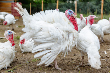 Turkey on a farm , breeding turkeys. White turkey portrait. Flock of Turkeys at the farm. Pasture raised turkey on a farm.