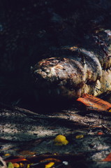 Nile crocodile Crocodylus niloticus, close-up detail of teeth of the crocodile with open eye. Crocodile head close up in nature of Borneo