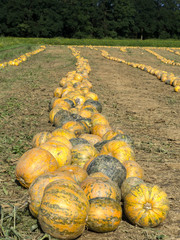harvested pumpkins in rows in the field, Lower Austria