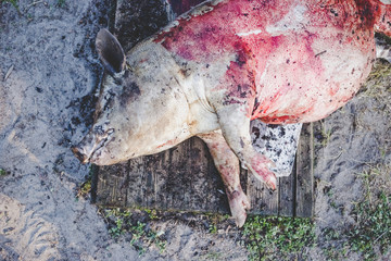 Dead pig after burning before washing