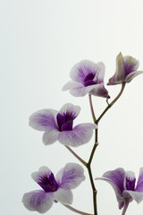 Many beautiful orchids, colorful flowers on the white space.