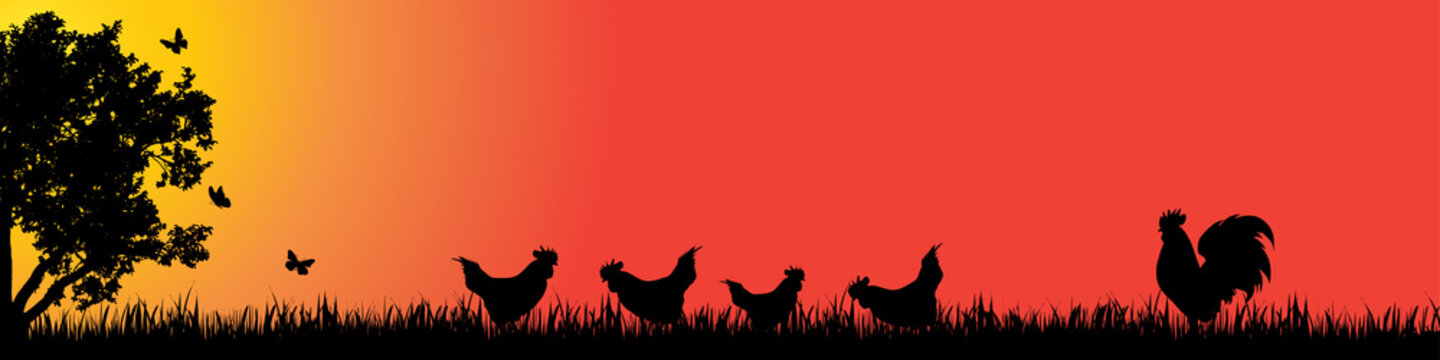 Vector silhouette of hen in nature at sunset.