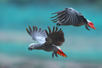 Bird, African grey parrot 