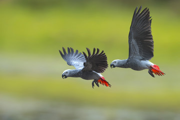 Bird, African grey parrot 