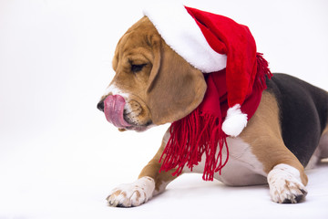 dog beagle in the cap of Santa Claus