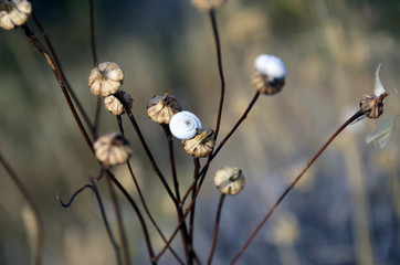 Escargot
