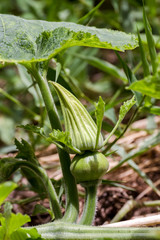 young pumpkin bud and pumpkin flower growing in organic vegetable garden