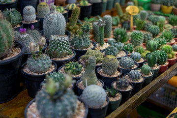 cactus very wide range of different species. subject is blurred.