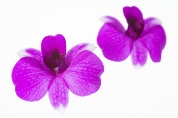 Fototapeta na wymiar Beautiful orchid, colorful flowers on the white space.