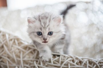 Cute kitten on wooden chair