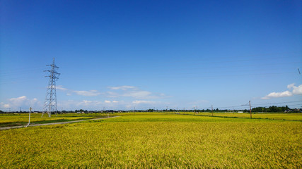 収穫時の日本の風景