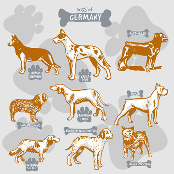 Dogs breeds of the world vector draw and shilouette on isolated illustration by countries with names, Germany 1