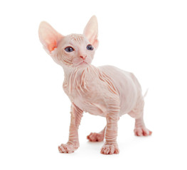 Fototapeta na wymiar Donskoy sphynx albino hairless cat isolated