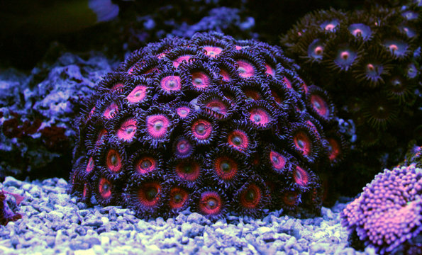 Pink ball zoa colony corals