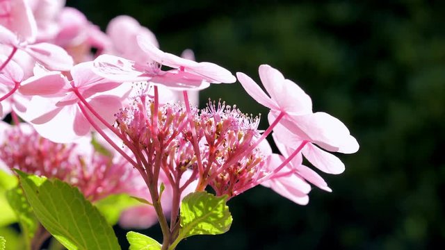 Wundersch&ouml;ne rosa Teller Hortensie im sanften Licht