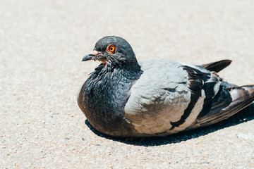 Pigeon Portrait
