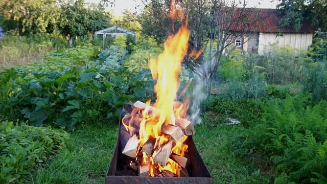 Birch firewood burns