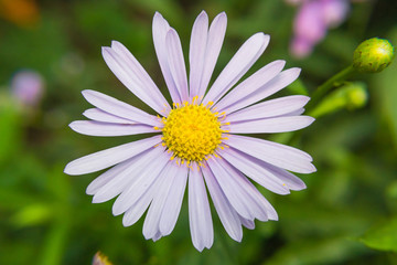 Obraz premium korea daisy