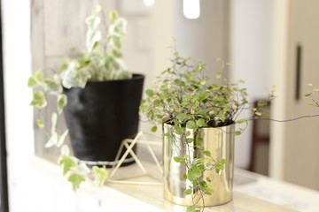 インテリアグリーン