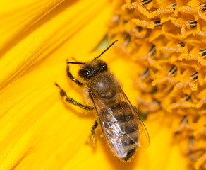 a bee on a flower of a sunflower