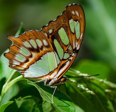 Malachite Butterfly