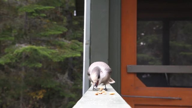 m&eacute;sangeai du Canada