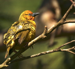 weaver bird perched
