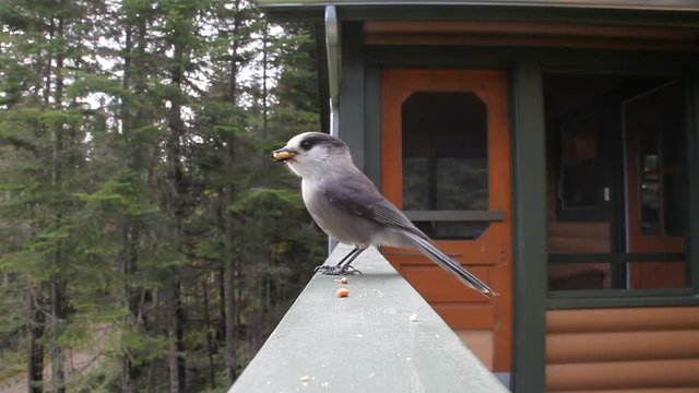 m&eacute;sangeai du Canada