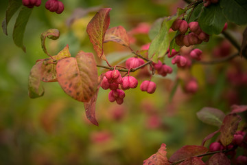 A beautiful pink fruits of spindle tree in natural habitat. Spindle branch on natural background in autumn.