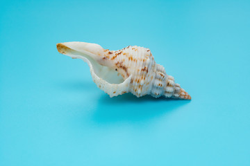 shell of Charonia tritonis on a blue background