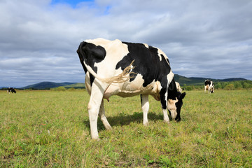 cow eating grass at the grassland