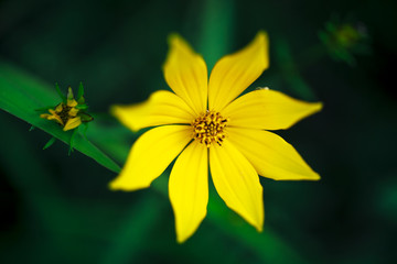 Yellow wildflowers in the wetland at Bean Blossom Bottoms wetland preserve in Southern, Indiana.