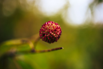 Seeds in the wetland at Bean Blossom Bottoms wetland preserve in Southern, Indiana.