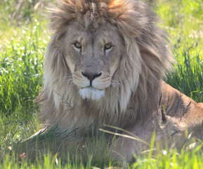 Lion portrait at a conservation park